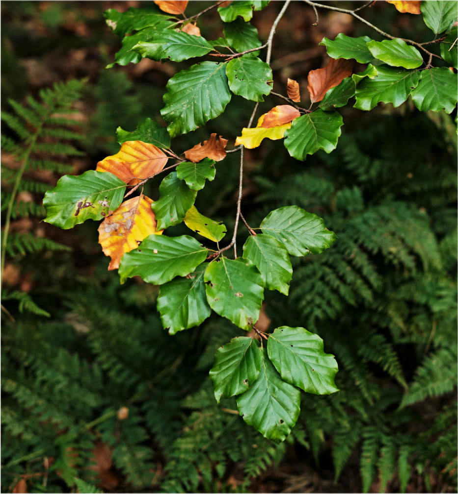 The Evolution of Cemeteries: The Rise of Natural Burial Grounds
