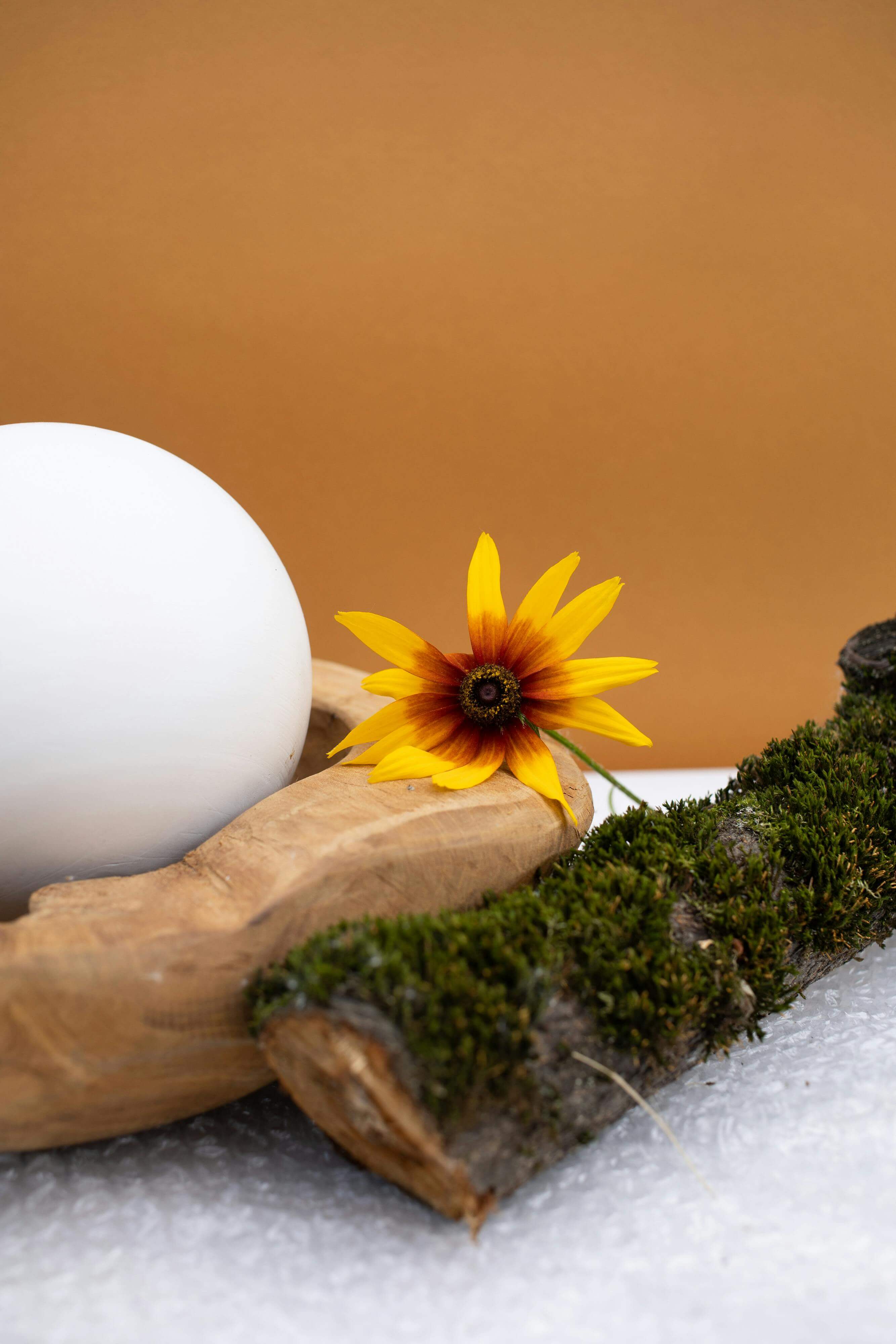 White egg on a log with a yellow flower against an orange background