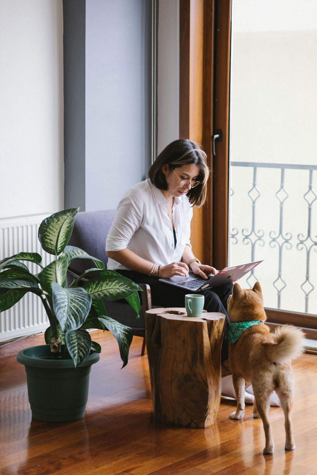 Woman sitting on a chair with a laptop and tablet, accompanied by a dog, in a room with large windows and plants.